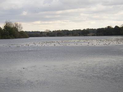 Etang de Marcillé