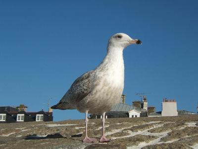 St Malo